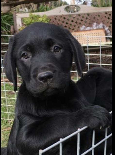 labrador puppies for sale wa